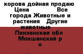 корова дойная продаю › Цена ­ 100 000 - Все города Животные и растения » Другие животные   . Пензенская обл.,Мокшанский р-н